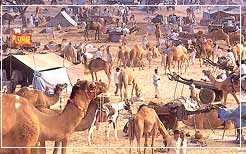 Camal Fair, Pushkar Tours & Travels