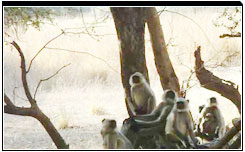 Langur, Ranthambore National Park