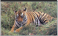 Tiger, Bandhavgarh National Park